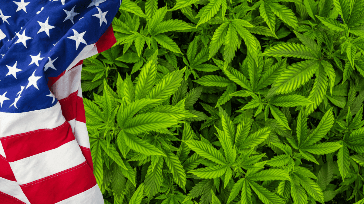 Lideres da cannabis estão otimistas e esperam progresso para 2025  