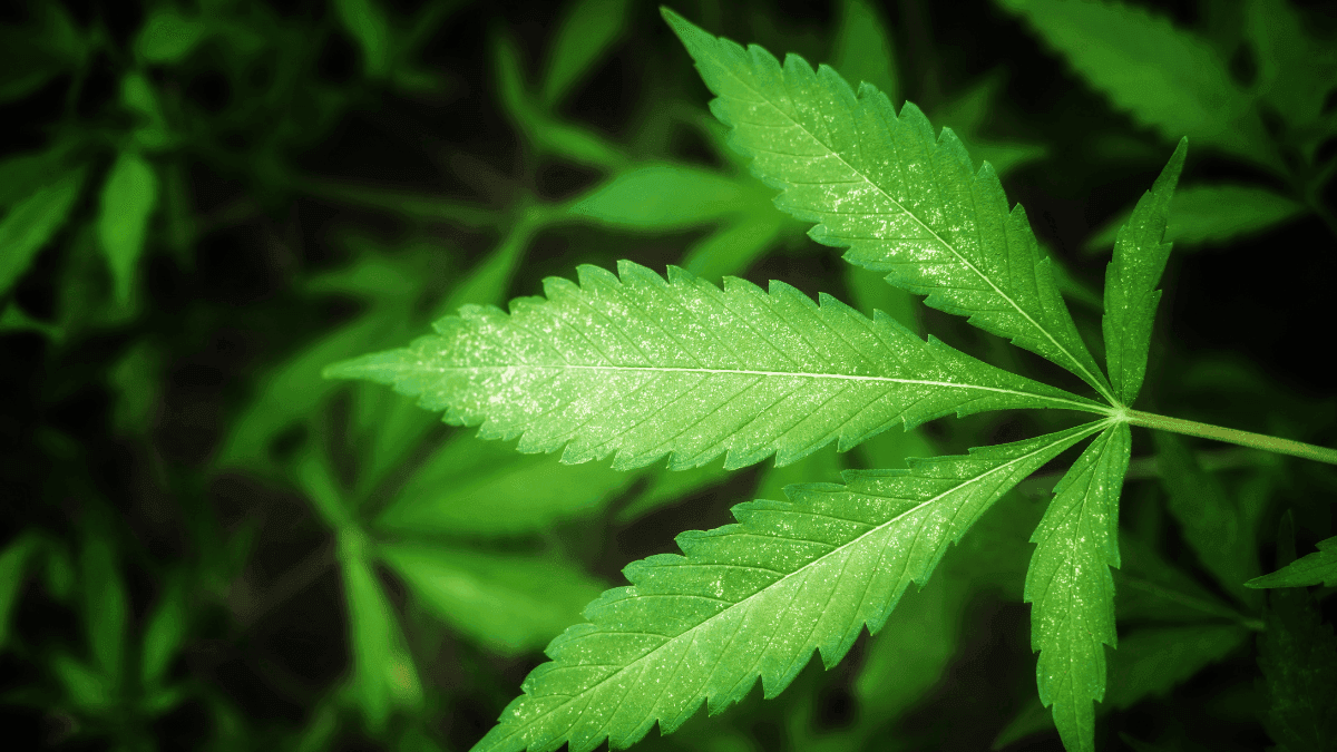 Estudo expõe diferença de tratamento entre cannabis e álcool na inteligência artificial do Snapchat