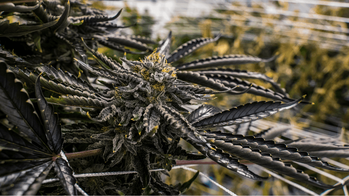 Estudo revela como microbiomas influenciam o crescimento de diferentes genótipos de cânhamo, impactando a produção de CBD e fibras.