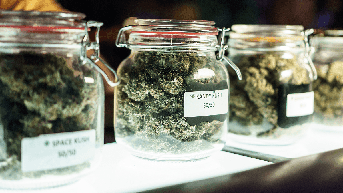 Novos padrões federais sobre umidade da cannabis garantem transparência para o consumidor