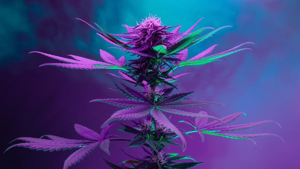 Com textos de 42 especialistas, livro amplia debate sobre cannabis no Brasil