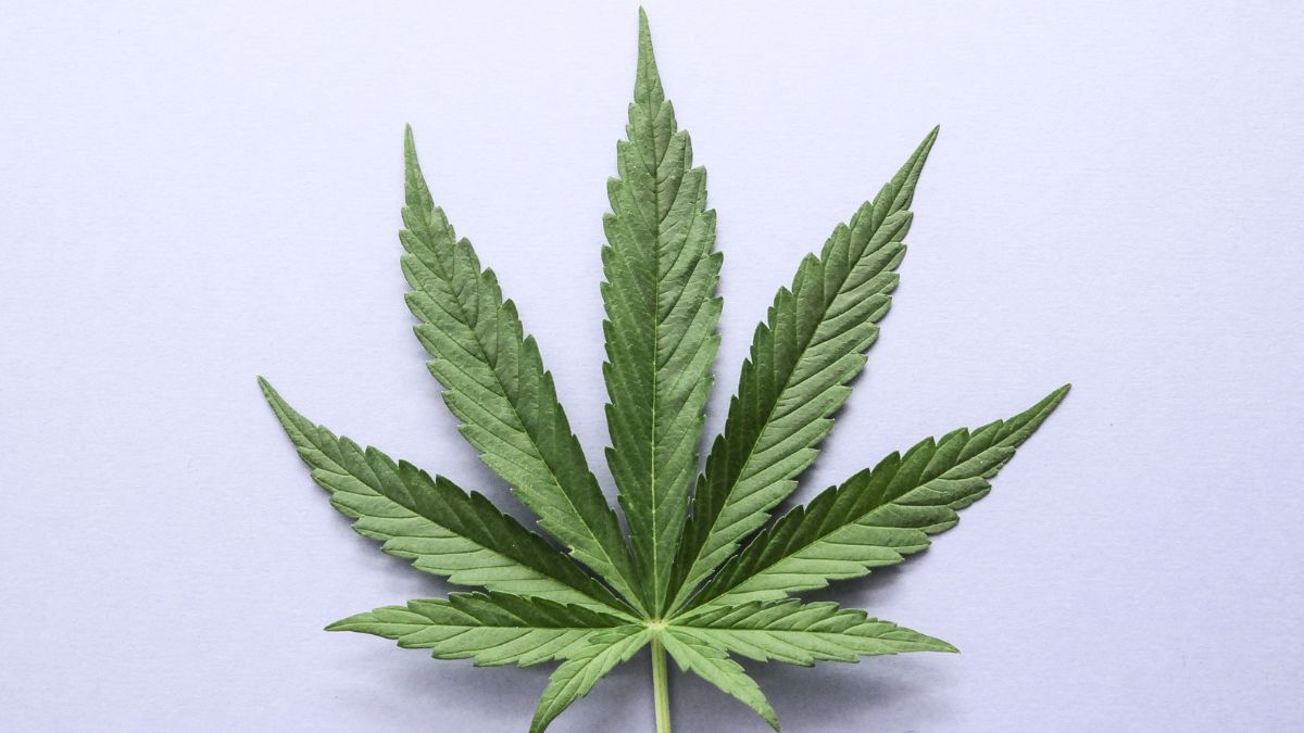 Teresópolis recebe Fórum de Sensibilização sobre Cannabis Medicinal para profissionais da saúde