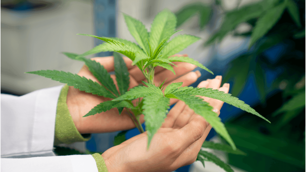 Paciente utilizava 70 comprimidos por dia, até encontrar a maconha medicinal