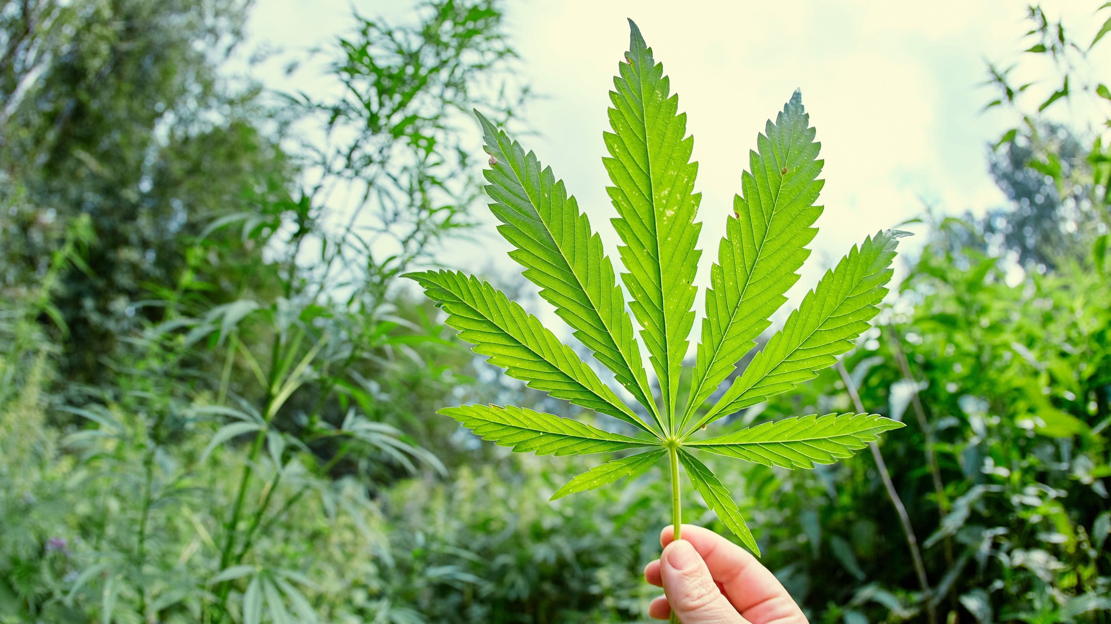 Nova técnica utiliza luz para prever teor de canabinoides semanas antes da colheita