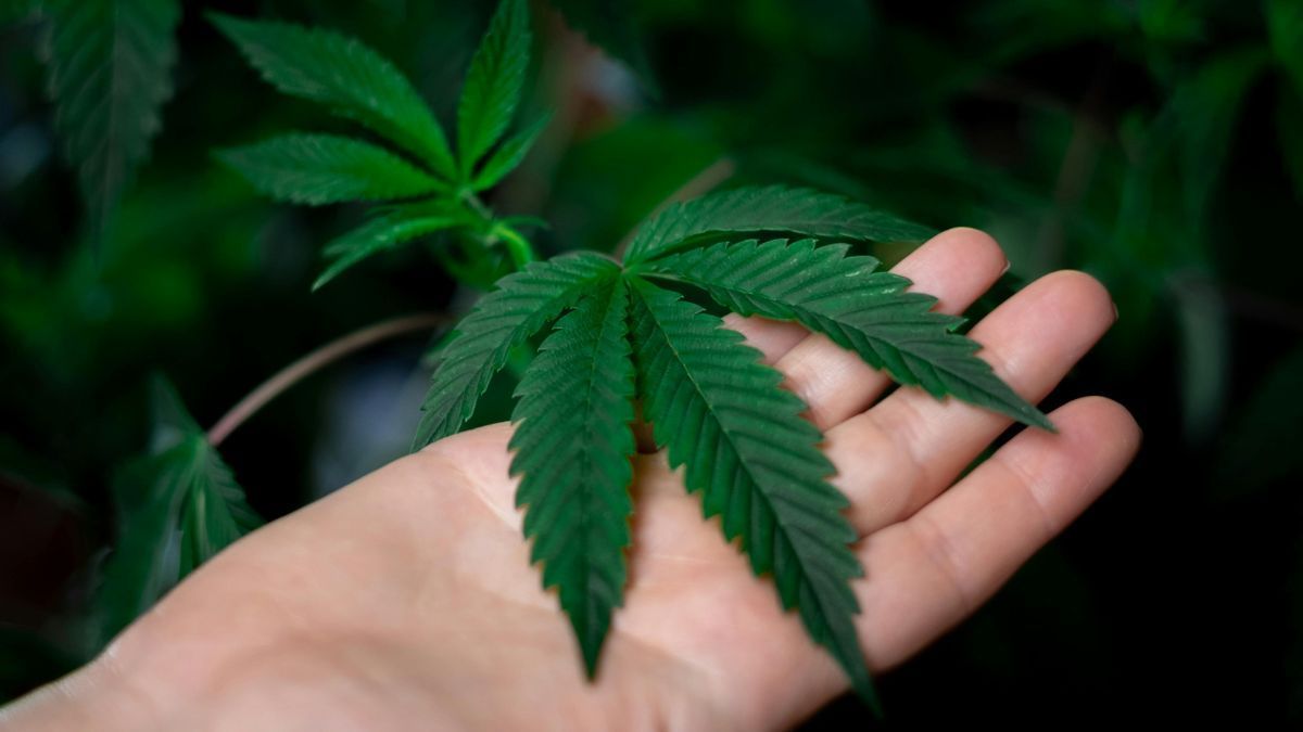 Simpósio inédito sobre cannabis e saúde popular debate acesso, ciência e periferia em São Paulo