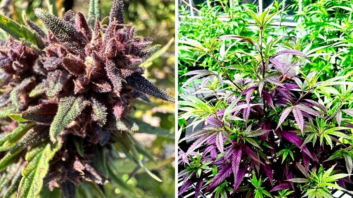 Cannabis sem THC nem CBD: genética americana chega ao Brasil com foco em CBG