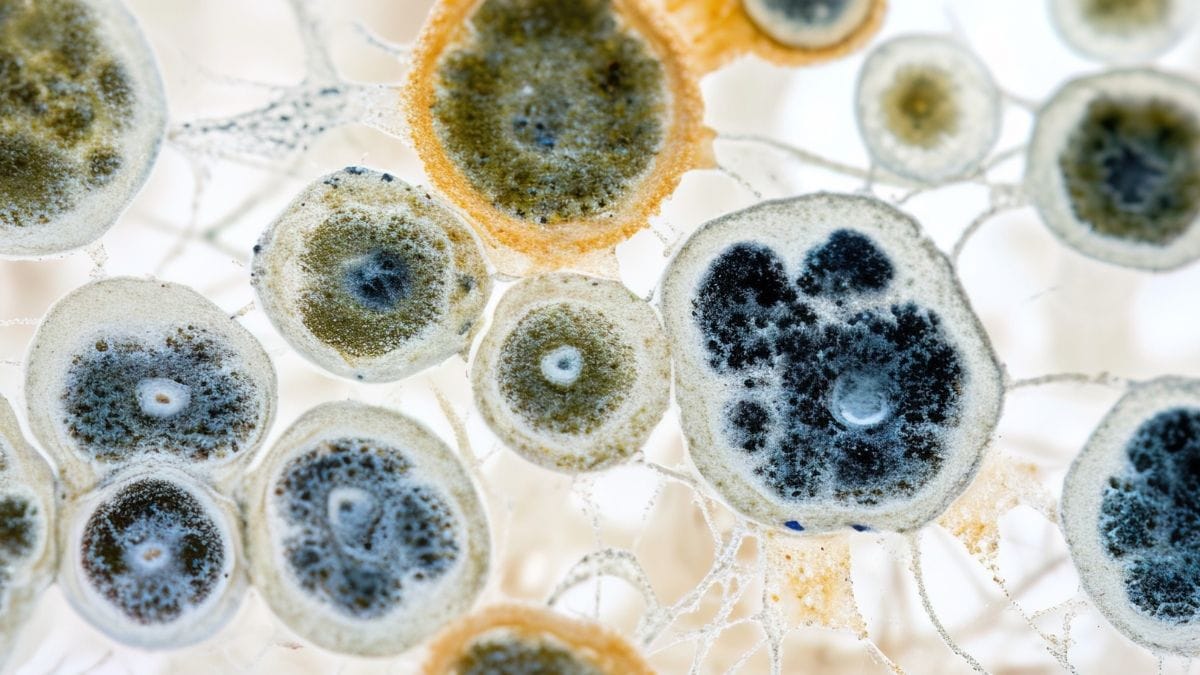 Aurora Cannabis inicia testes de produção com plantas resistentes a fungo