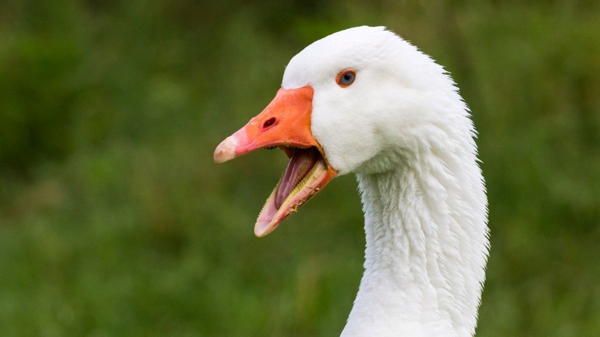 Ganso de estimação ingere baseado de cannabis: especialistas alertam sobre os riscos da intoxicação por THC em animais