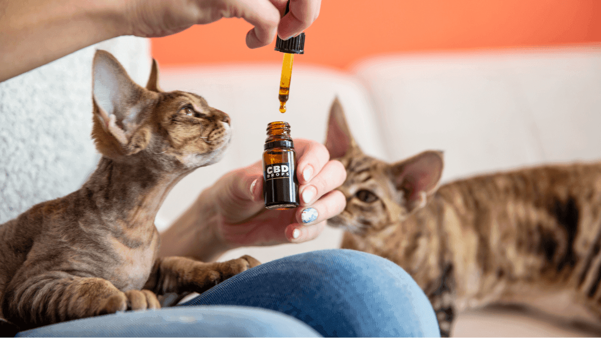 O alívio eficaz da dor em animais, com a cannabis é possível