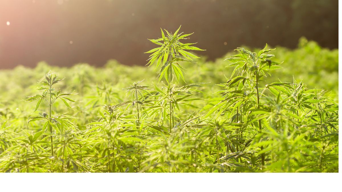 Com demanda crescente por bem-estar, mercado de cannabis na Austrália deve triplicar até 2030