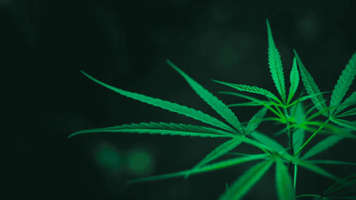 Colômbia aposta em certificações para impulsionar mercado da cannabis medicinal