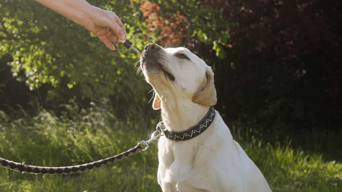 Empresas se unem para pesquisar nova terapia canábica contra epilepsia canina