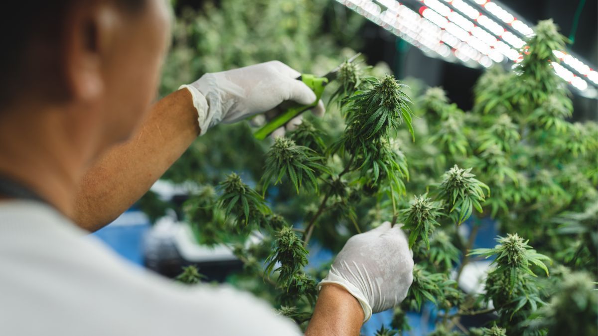 Ministério da Saúde e ANVISA recebem Nota Técnica que identifica 481 entraves ao desenvolvimento científico da cannabis no Brasil