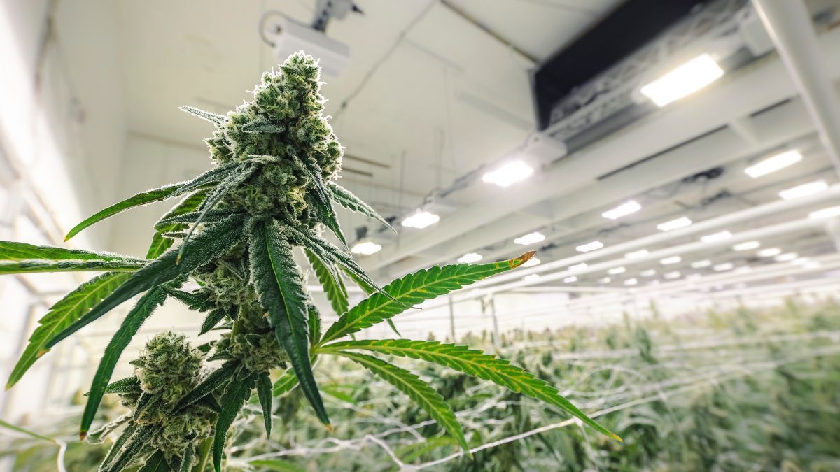 Receita da indústria da cannabis cresce enquanto empregos ficam estagnados, revela relatório