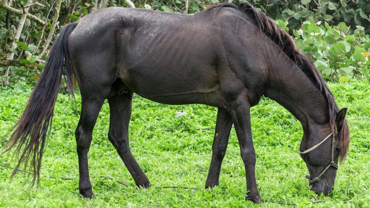 Estudo avalia segurança do uso de óleo de CBD em cavalos