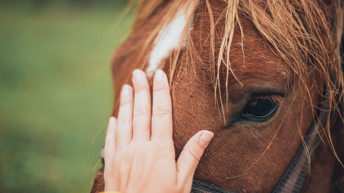Canabidiol melhora estado emocional de cavalos, aponta estudo