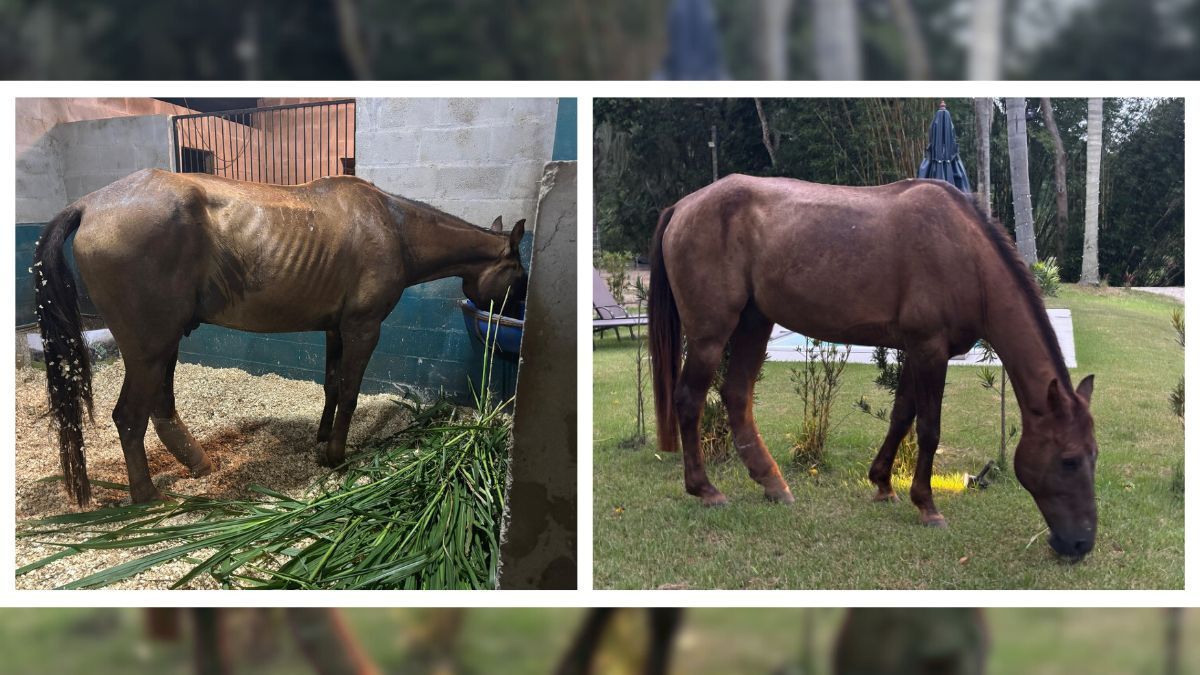 Homem, cavalo e cannabis: a aliança ancestral que se reinventa pela ciência
