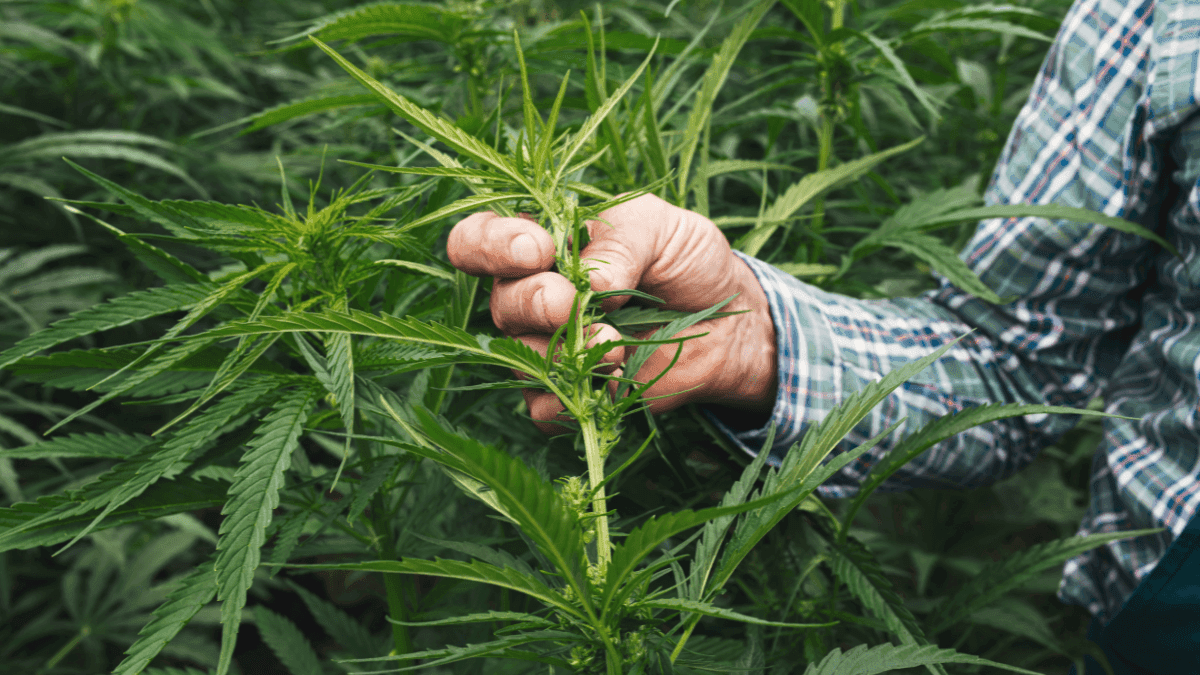 Crescimento do mercado legal de cannabis: projeções e tendências até 2030