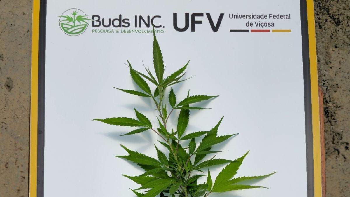 UFV desenvolve técnicas para impulsionar o cultivo de cânhamo no Brasil