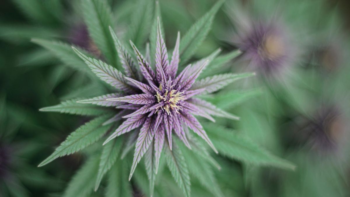 Erth Wellness cresce no mercado de cannabis medicinal e anuncia três novos produtos para 2025