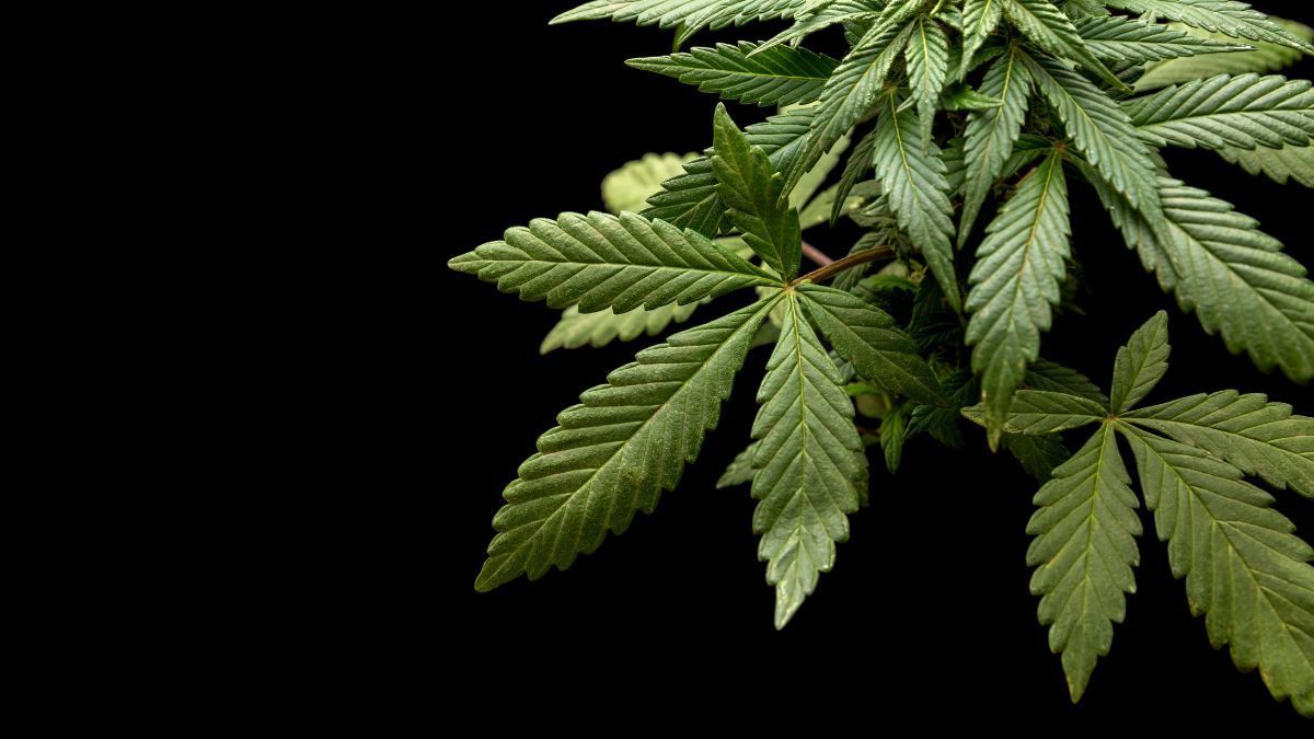 Cannabis, EUA, diferenças, comercial, pesquisa, governo