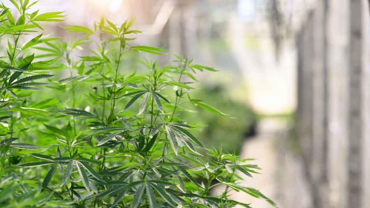 Mercado de cultivo de cannabis deve crescer para US$ 136 bilhões até 2030, impulsionado por avanços tecnológicos e expansão de demanda