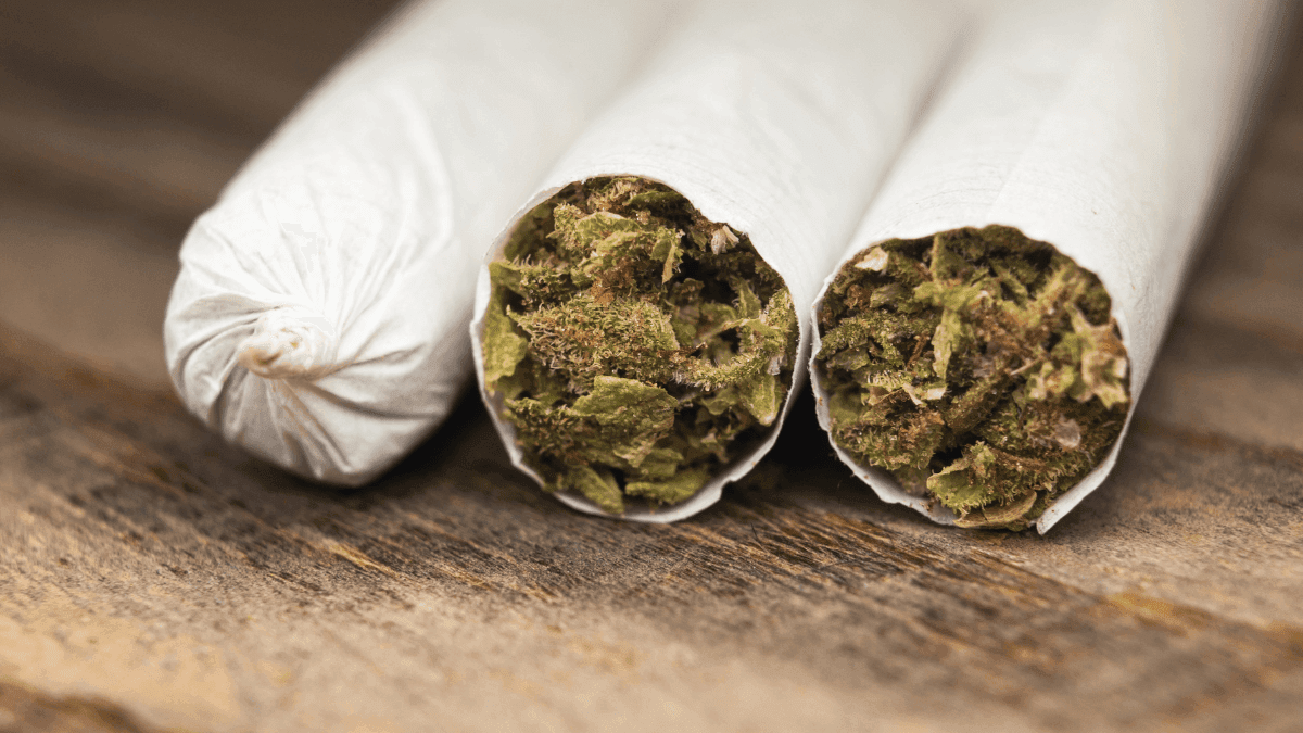 Cigarros pré-bolados de cannabis lideram vendas no Canadá e podem superar flores em 2025