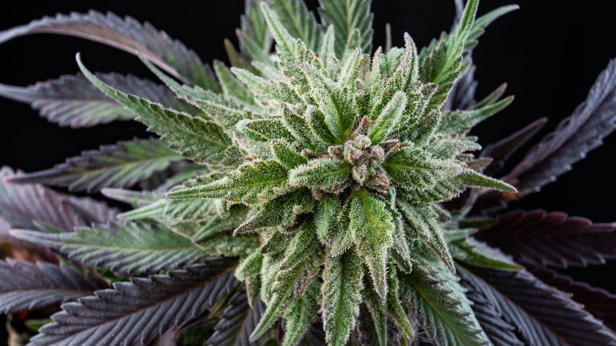 Mimosa: a variedade de cannabis que revolucionou o mercado