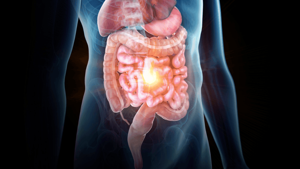 Sistema Endocanabinoide pode ser chave para tratar doenças gastrointestinais, aponta estudo de revisão
