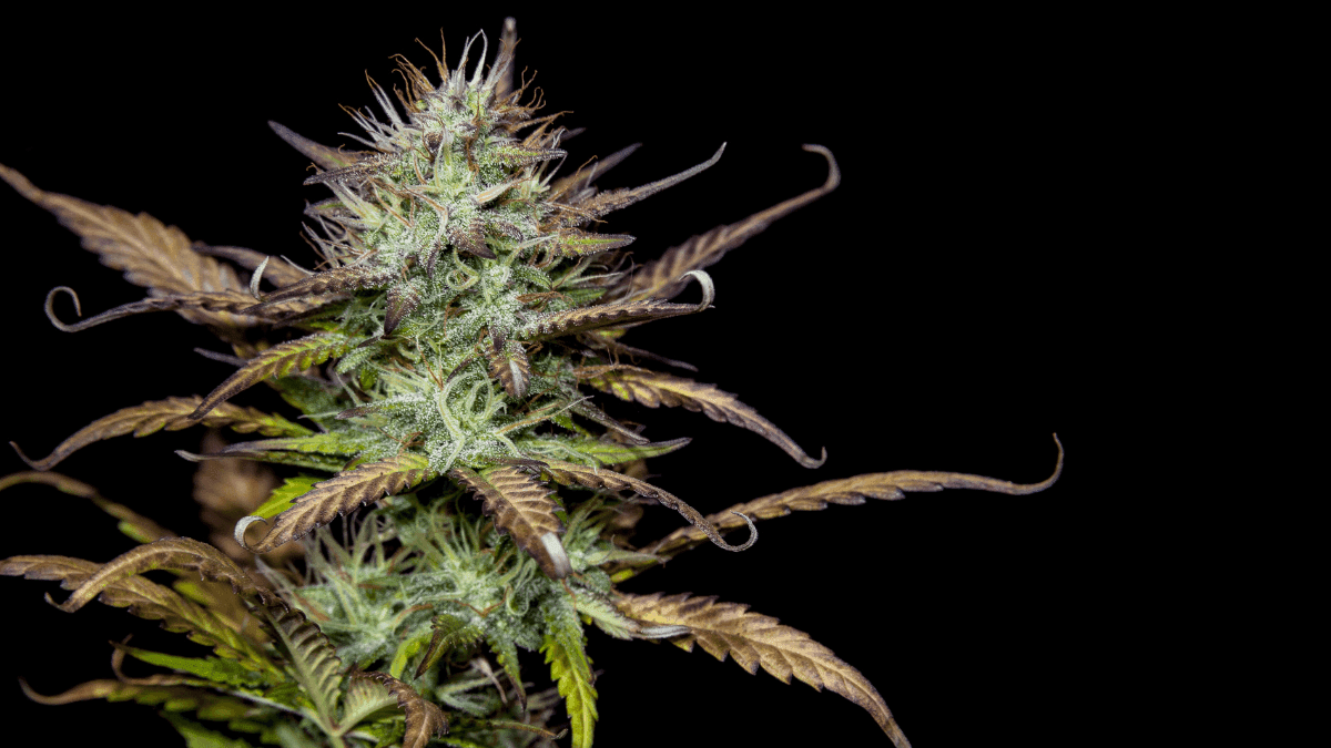 Terpenos da cannabis podem reduzir dor pós-cirúrgica e de fibromialgia em camundongos, aponta estudo