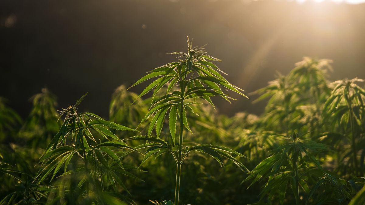 Hempcrete: O que é e quais os benefícios para a construção civil