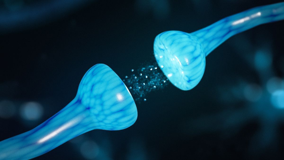 Receptor CB1 age contra obesidade, diabetes tipo 2 e sarcopenia ao melhorar hipertrofia muscular e saúde metabólica, evidencia nova revisão sistemática
