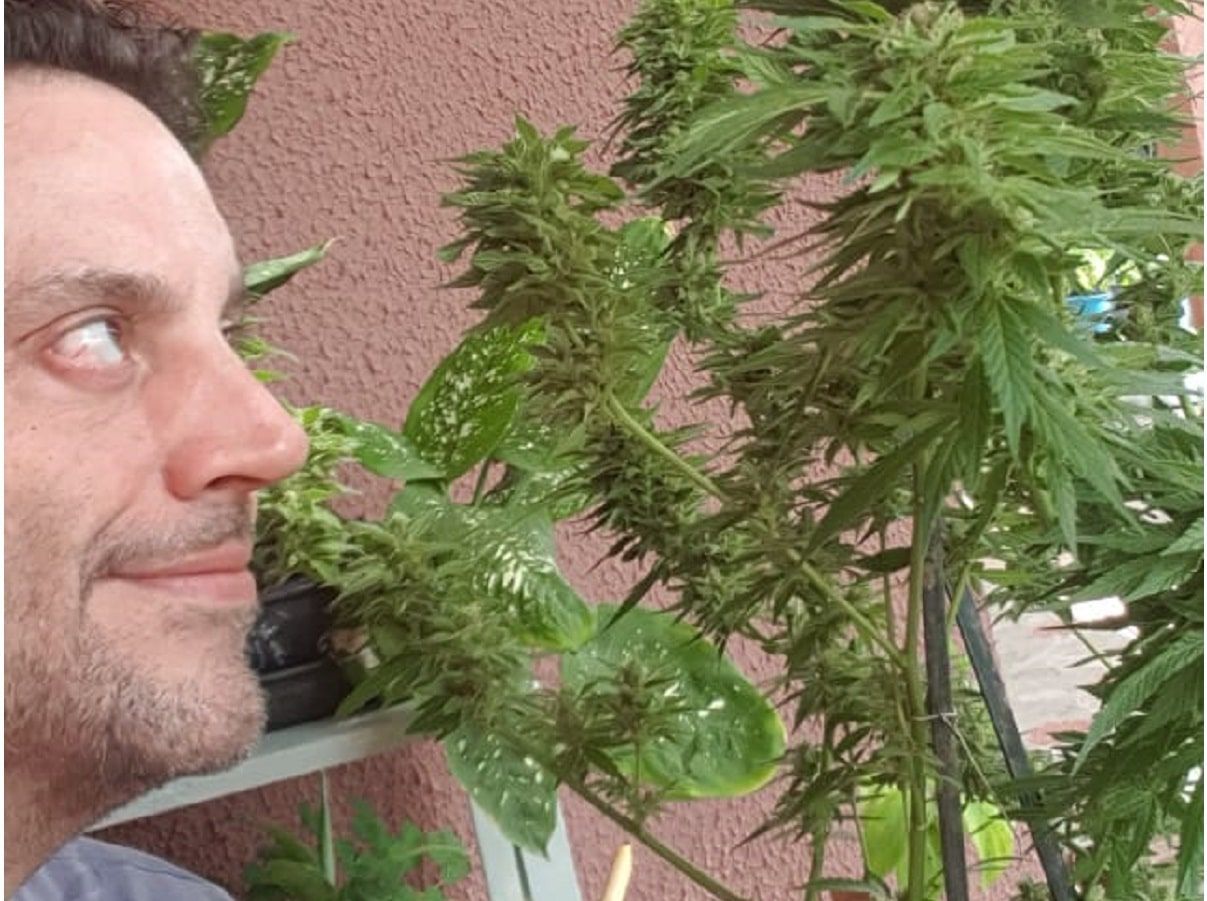 Império da dor, dos opioides à cannabis 