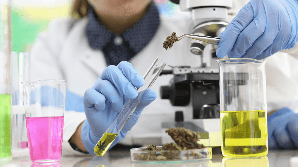 A inclusão da Cannabis sativa na Farmacopeia Brasileira define padrões de qualidade para o uso medicinal, sem mudanças nas regras de cultivo.