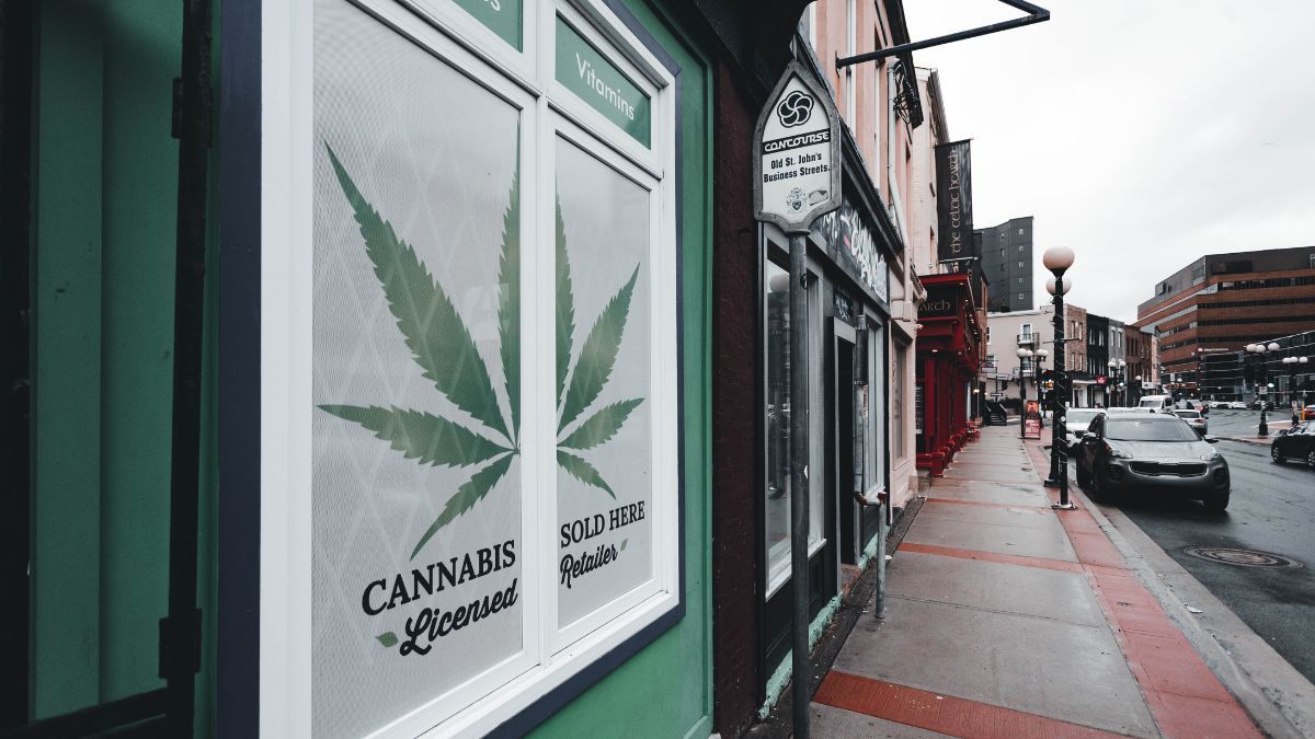 Como começar um negócio de cannabis: 5 passos essenciais para empreender no setor