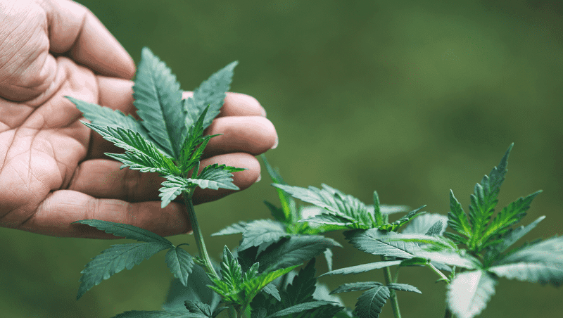 Maconha mais segura que álcool