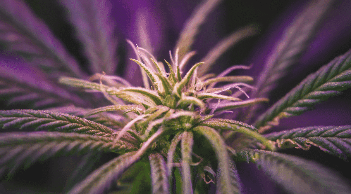 Maconha roxa: o que é e quais são seus efeitos?