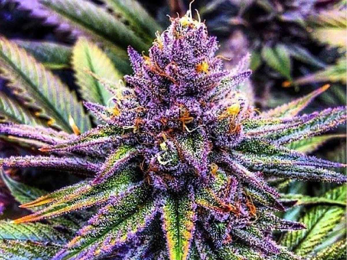 Maconha roxa, por quê? 