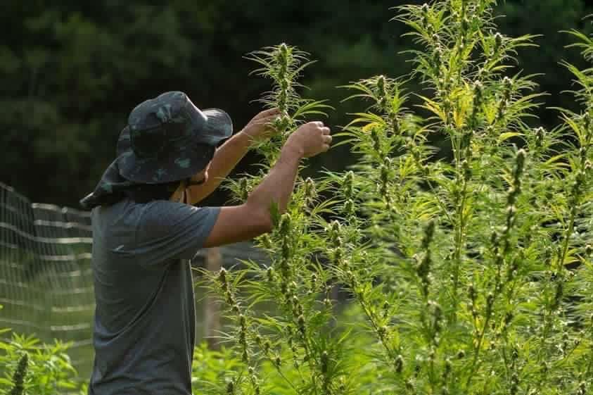 Presidente da primeira associação de cannabis medicinal do RS conseguiu Habeas Corpus