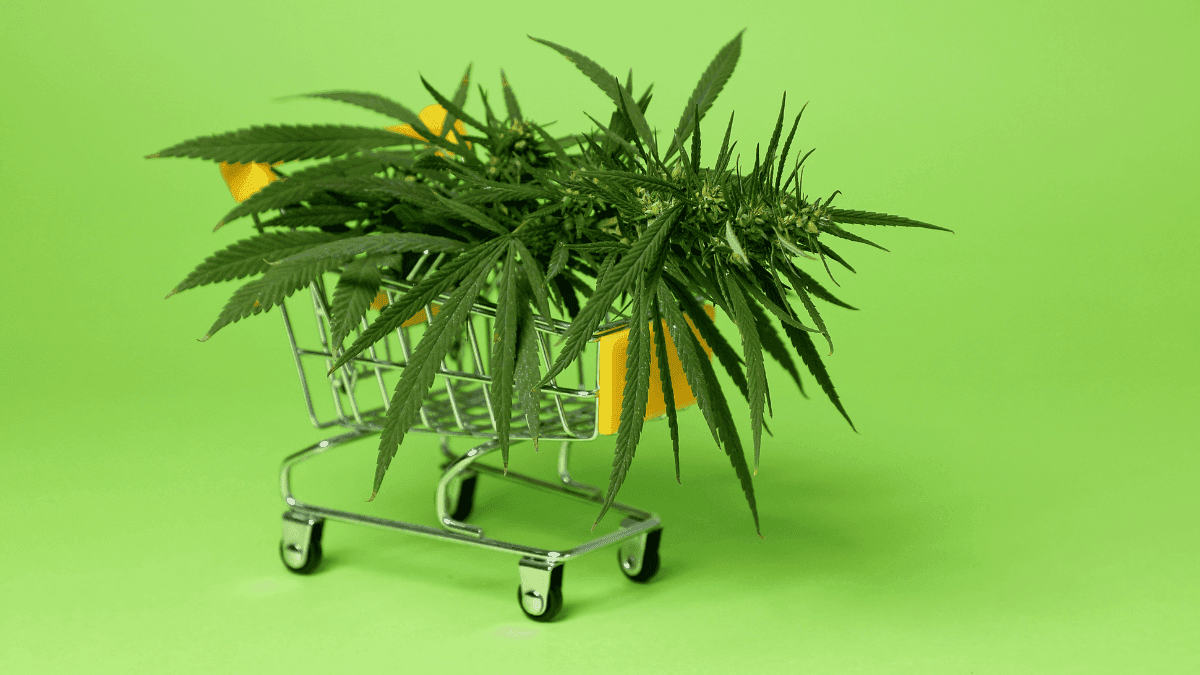 Empresas líderes no mercado de cannabis farmacêutica: quem está a frente no setor?
