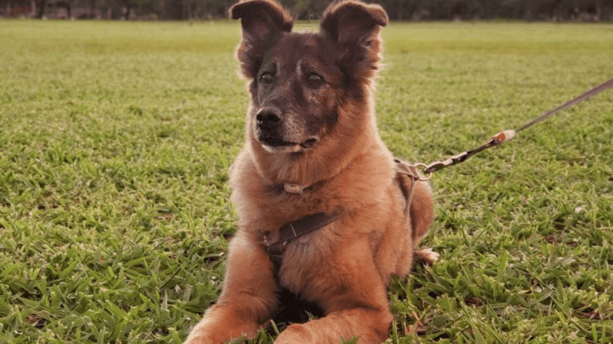 Como a cannabis devolveu dignidade ao cão que foi resgatado por amor