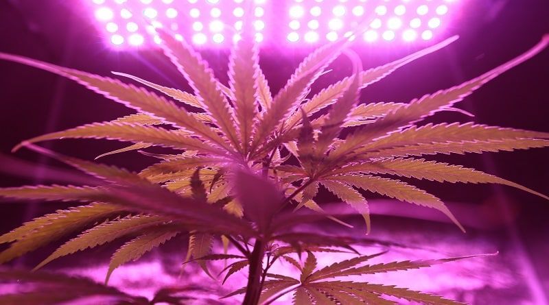 Noções básicas de cannabis: prazo de validade