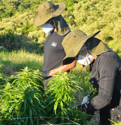 O impacto das eleições na cannabis medicinal