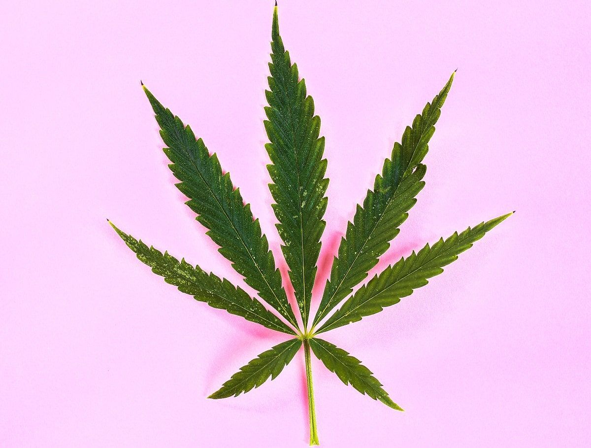 O valor nutricional da cannabis in natura