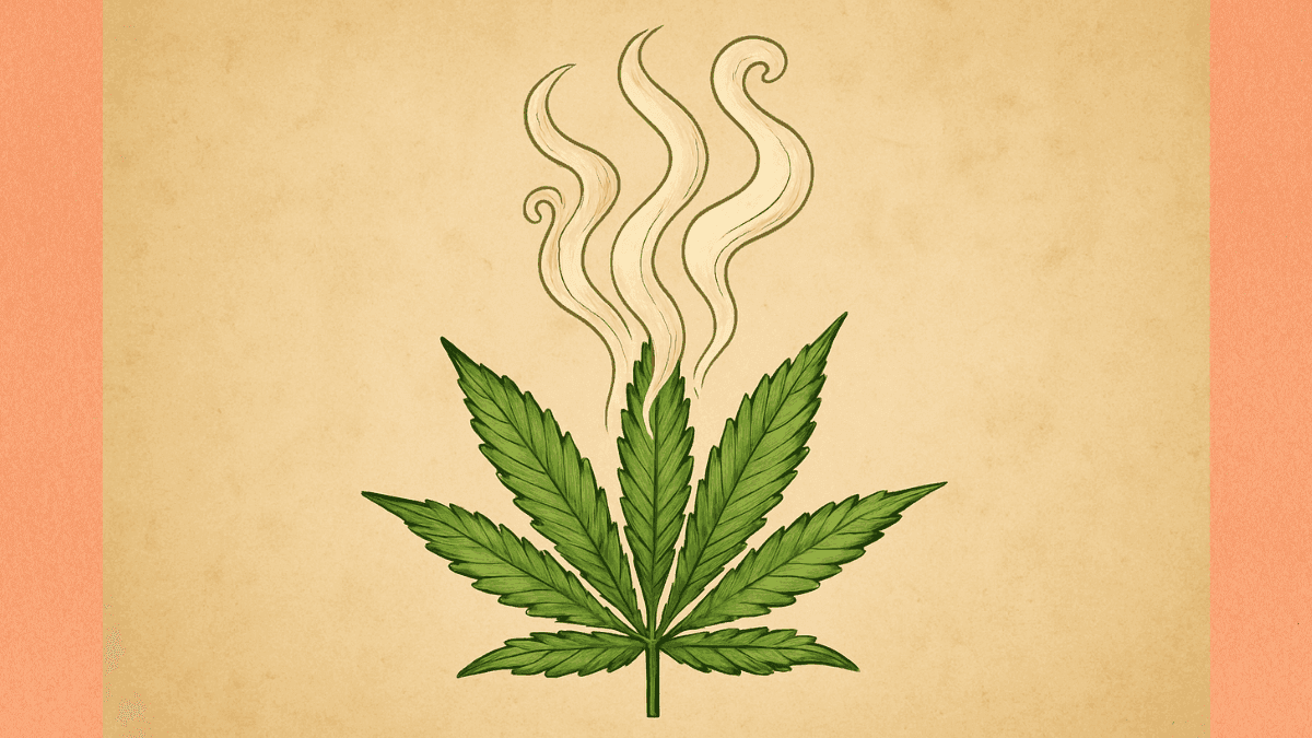 Estudo revela por que variedades de maconha têm cheiros distintos