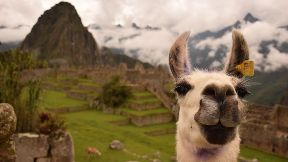 Cânhamo no Peru: do tabu ao motor de desenvolvimento sustentável