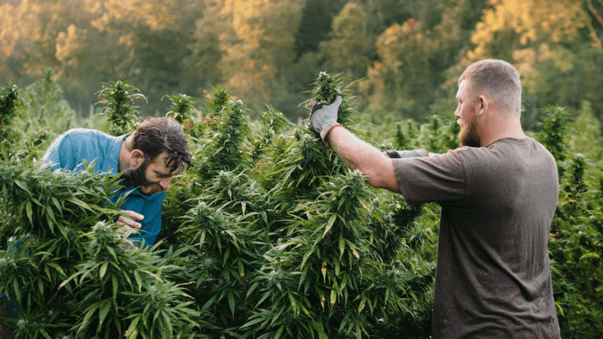 40 associações possuem habeas corpus para cultivo de cannabis no Brasil