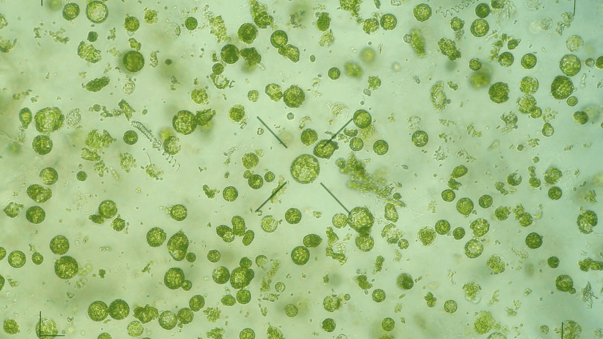 Regeneração parcial da Cannabis via protoplastos marca novo avanço na biotecnologia vegetal
