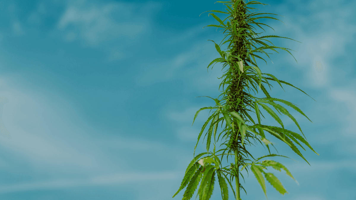 “Estamos perdendo tempo”: por que o Brasil precisa avançar na regulamentação da cannabis medicinal