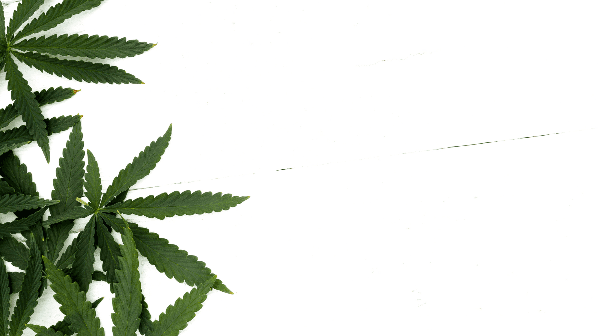 Saúde do DF dá novo passo e abre pregão para aquisição de canabidiol